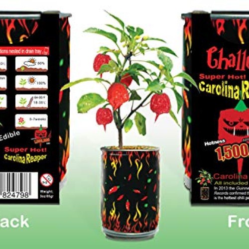 Challenge Super Hot Carolina Reaper Plant Kit