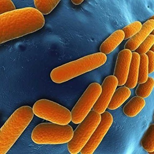 Lemocide Cleans and disinfects Hard Surfaces. Clean Lemon Scent 1...