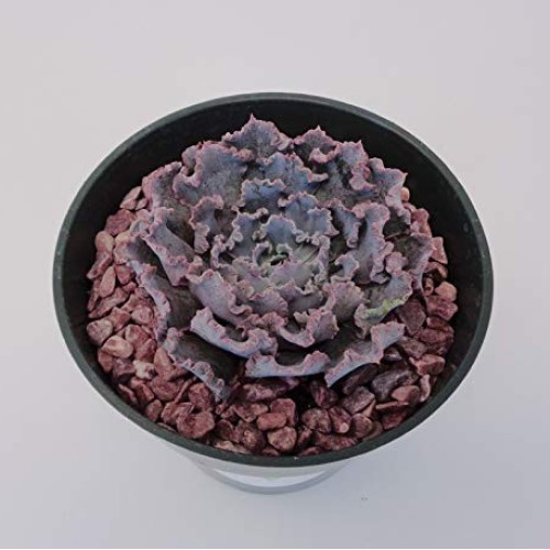 Echeveria Shaviana Blue Truffles Succulents