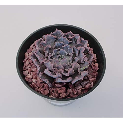 Echeveria Shaviana Blue Truffles Succulents