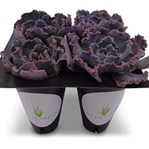 Echeveria Shaviana Blue Truffles Succulents 4 Pack in Cell Liners