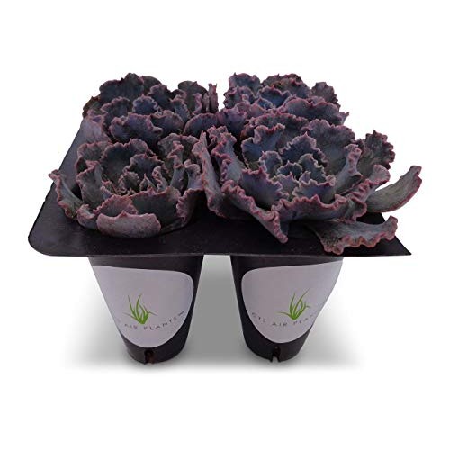 Echeveria Shaviana Blue Truffles Succulents 4 Pack in Cell Liners