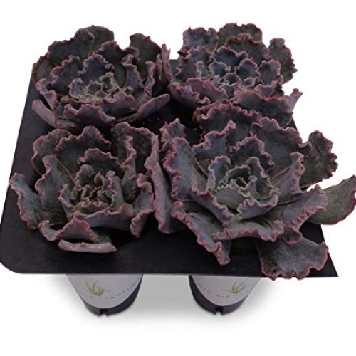 Echeveria Shaviana Blue Truffles Succulents 4 Pack in Cell Liners