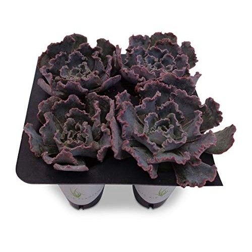 Echeveria Shaviana Blue Truffles Succulents 4 Pack in Cell Liners