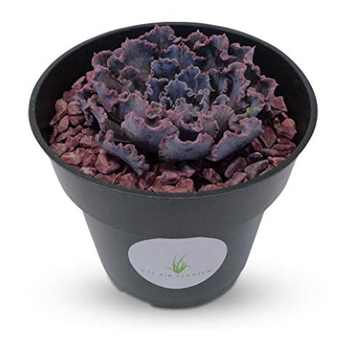 Echeveria Shaviana Blue Truffles Succulents