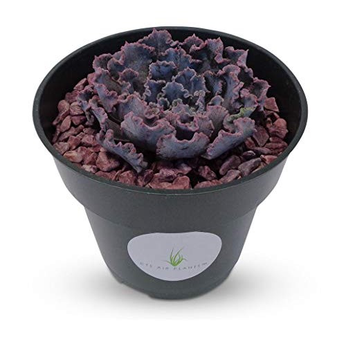 Echeveria Shaviana Blue Truffles Succulents