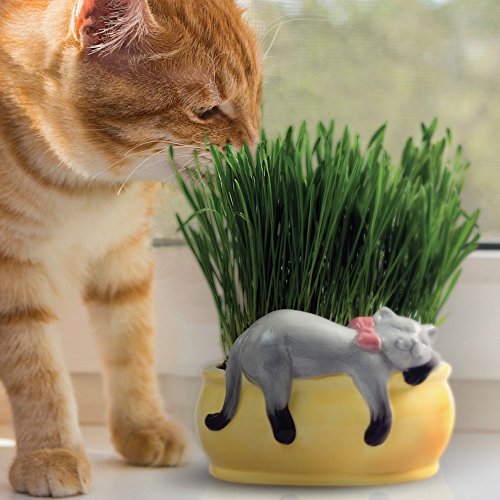 Chia Cat Grass Planter Snoozy Kitty