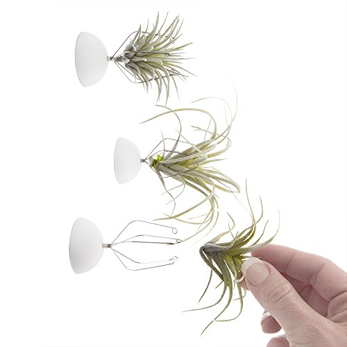 Chive -3 Pieces Small Round Air Plant Holder Container, for Tillan...