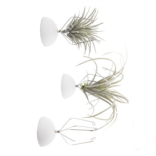 Chive -3 Pieces Small Round Air Plant Holder Container, for Tillan...