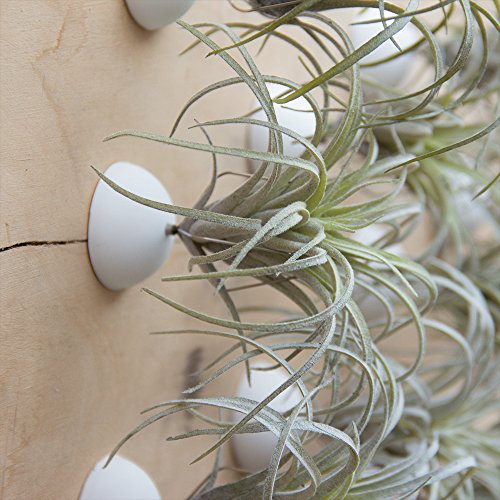 Chive -3 Pieces Small Round Air Plant Holder Container, for Tillan...