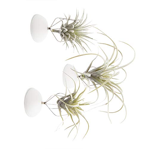 Chive -3 Pieces Small Round Air Plant Holder Container, for Tillan...