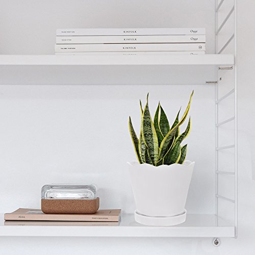 Chive - 8 Large Tika Succulent and Cactus Planter Pot - Ceramic F...