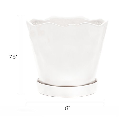 Chive - 8 Large Tika Succulent and Cactus Planter Pot - Ceramic F...