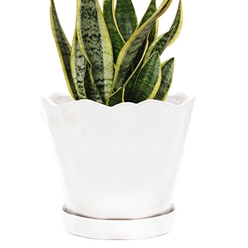 Chive - 8 Large Tika Succulent and Cactus Planter Pot - Ceramic F...