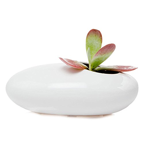 Chive – Pebble Ceramic, Multi Use Indoor Planter Pot, Ikebana Flow...