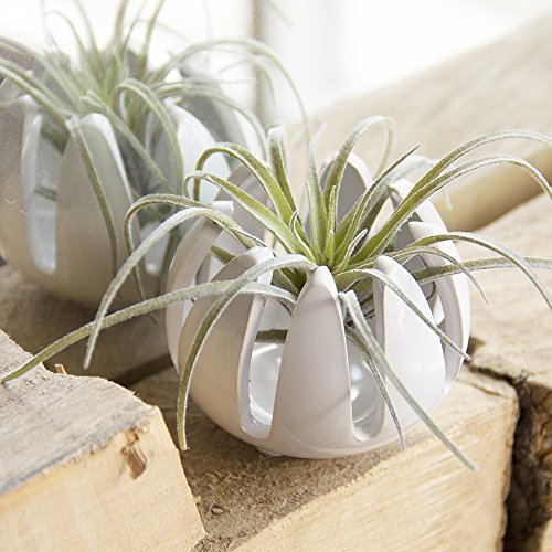 Chive - Set of 2 Grassy, 2.5 Small Round White Ceramic Air Plant ...