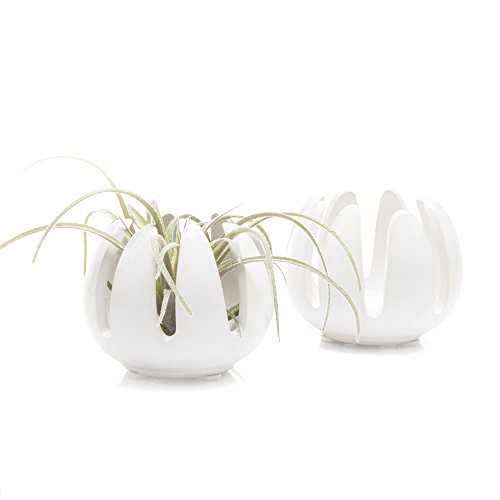 Chive - Set of 2 Grassy, 2.5 Small Round White Ceramic Air Plant ...