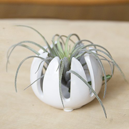 Chive - Set of 2 Grassy, 2.5 Small Round White Ceramic Air Plant ...