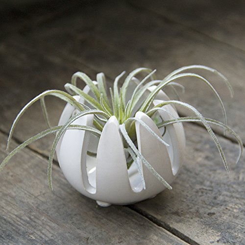 Chive - Set of 2 Grassy, 2.5 Small Round White Ceramic Air Plant ...