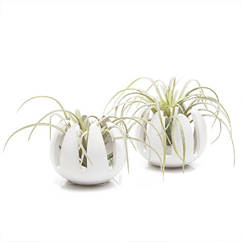 Chive - Set of 2 Grassy, 2.5 Small Round White Ceramic Air Plant ...