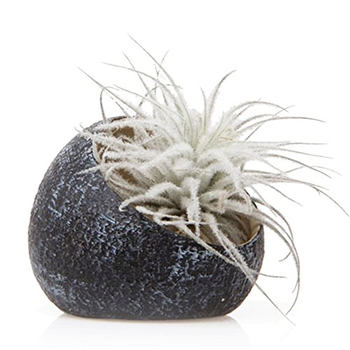 Chive - Set of 3 Koski, Small Round Ceramic Air Plant Container, S...