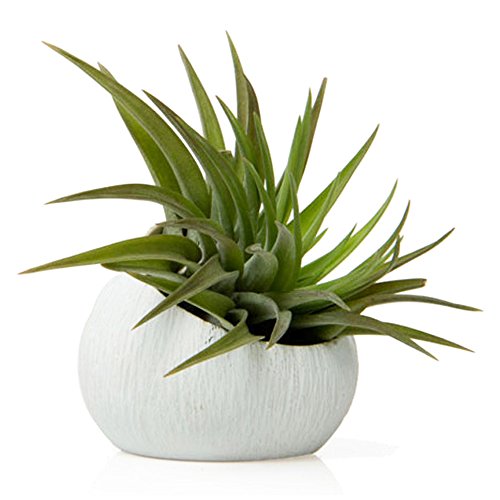 Chive - Set of 3 Koski, Small Round Ceramic Air Plant Container, S...