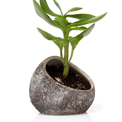 Chive - Set of 3 Koski, Small Round Ceramic Air Plant Container, S...