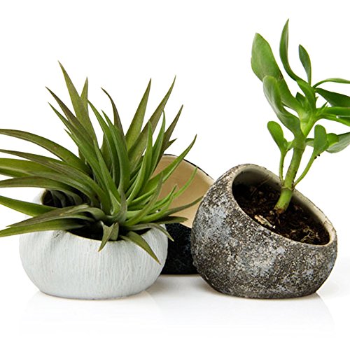 Chive - Set of 3 Koski, Small Round Ceramic Air Plant Container, S...
