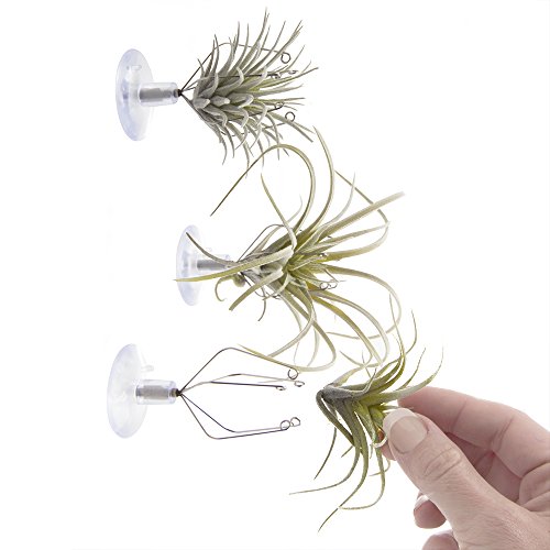 Chive - Set of 3 Small Round Air Plant Container Holder, for Tilla...