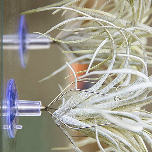 Chive - Set of 3 Small Round Air Plant Container Holder, for Tilla...