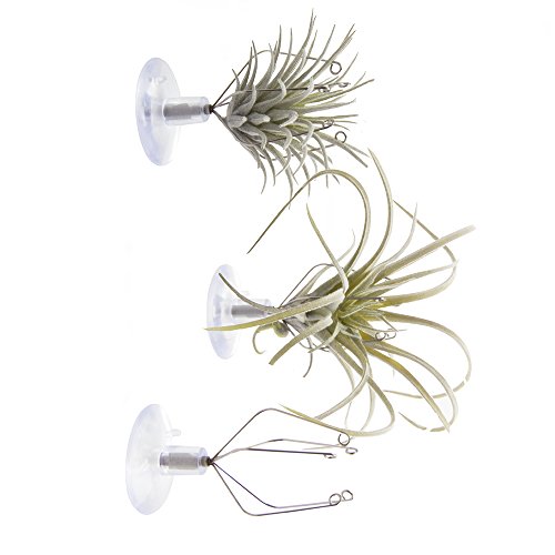 Chive - Set of 3 Small Round Air Plant Container Holder, for Tilla...