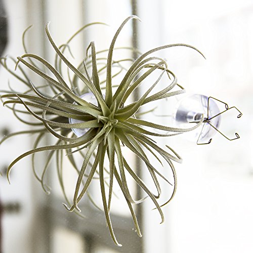 Chive - Set of 3 Small Round Air Plant Container Holder, for Tilla...
