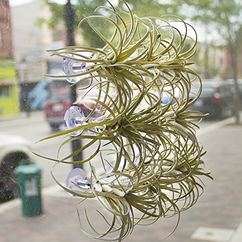 Chive - Set of 3 Small Round Air Plant Container Holder, for Tilla...