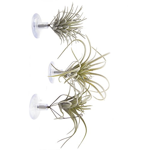 Chive - Set of 3 Small Round Air Plant Container Holder, for Tilla...