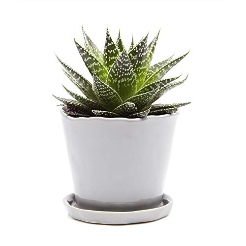 Chive - Tika, Succulent and Cactus Pot and Saucer Ceramic Flower a...