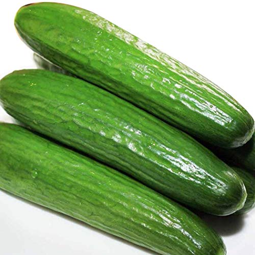 Civilys 50pcs/Bag Dutch Cucumbers Seed Cucumbers Sativus Linn Vege...
