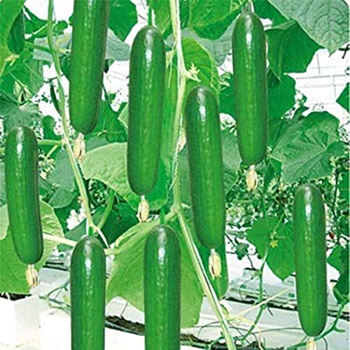 Civilys 50pcs/Bag Dutch Cucumbers Seed Cucumbers Sativus Linn Vege...
