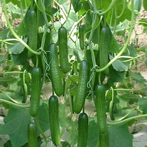 Civilys 50pcs/Bag Dutch Cucumbers Seed Cucumbers Sativus Linn Vege...