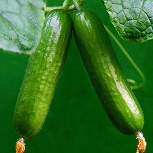 Civilys 50pcs/Bag Dutch Cucumbers Seed Cucumbers Sativus Linn Vege...
