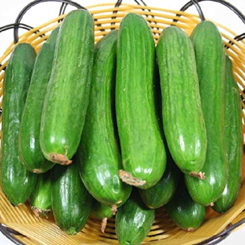 Civilys 50pcs/Bag Dutch Cucumbers Seed Cucumbers Sativus Linn Vege...