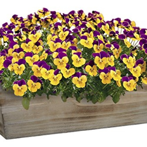 Classic Home and Garden Wood Window Box - Whitewash