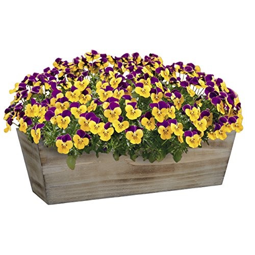 Classic Home and Garden Wood Window Box - Whitewash