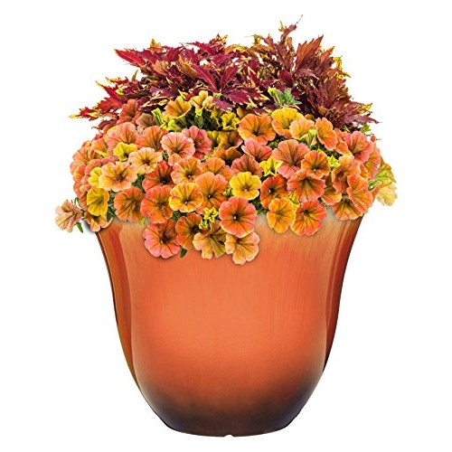 Honeysuckle Planter, Patio Pot, 13 Tequila Sunrise