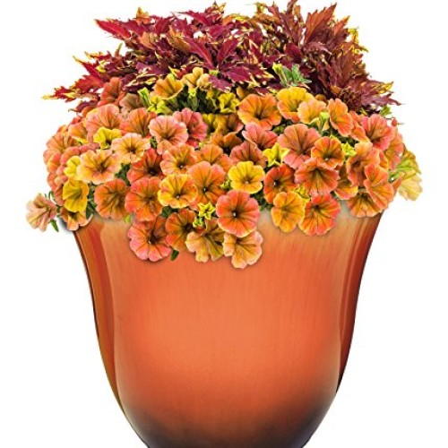 Honeysuckle Planter, Patio Pot, 13 Tequila Sunrise