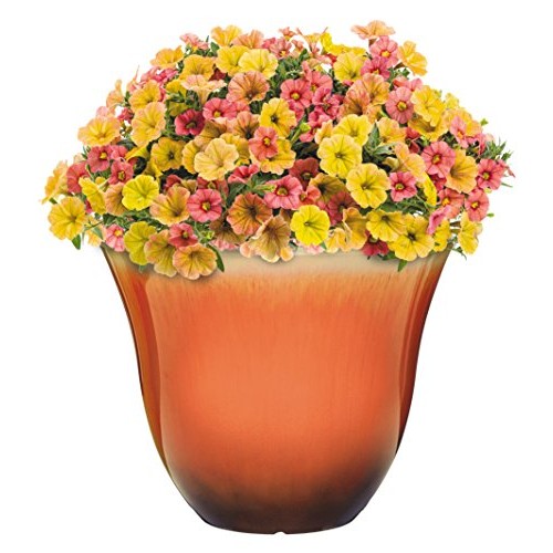 Honeysuckle Planter, Patio Pot, 13 Tequila Sunrise