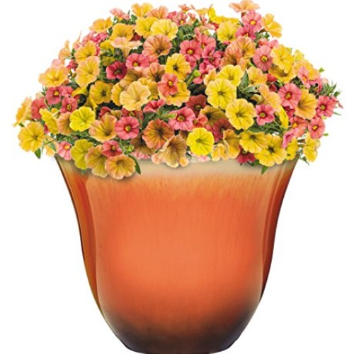 Honeysuckle Planter, Patio Pot, 13 Tequila Sunrise