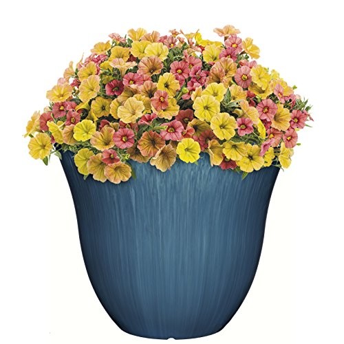 Honeysuckle Planter, Patio Pot, 15 Ocean