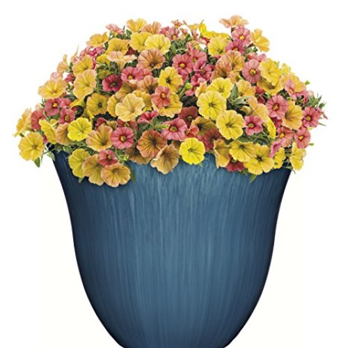 Honeysuckle Planter, Patio Pot, 15 Ocean