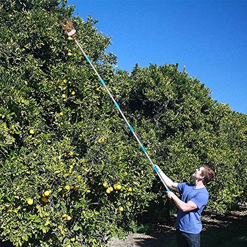 COCONUT Fruit Picker Tool, Fruit Picker with Basket and Pole Easy ...