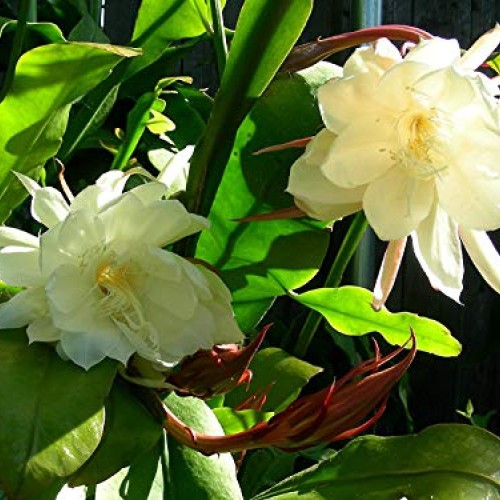 COLIBROX 2 pcs Cuttings White Orchid Cactus Epiphyllum Oxypetalum